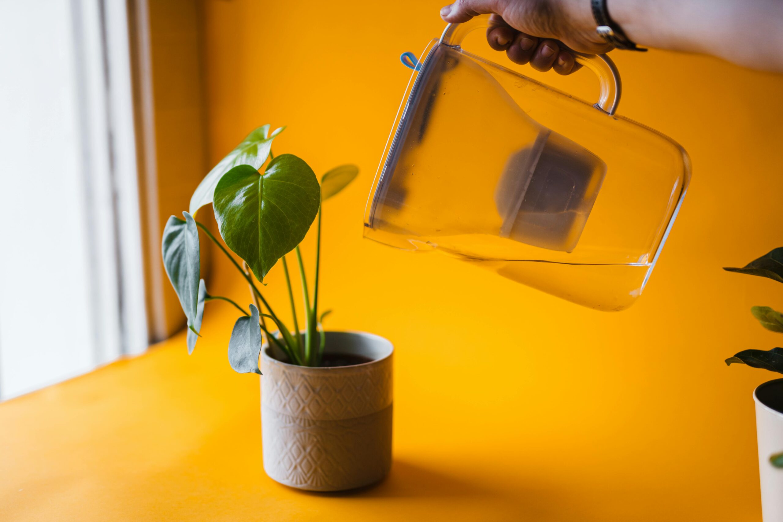 Pouring water from a water filter pitcher into a plant with yellow walls in the background